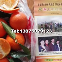 世紀紅柑橘苗