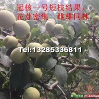 薄皮核桃苗，冠核一號核桃苗