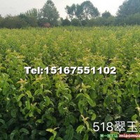 水果苗——518號翠玉梨