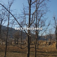柿子樹