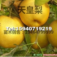 新疆李子苗