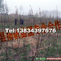 核桃苗