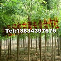 國槐
