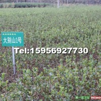 油茶苗