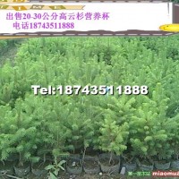 云杉營養杯苗