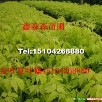 金葉復葉槭小苗