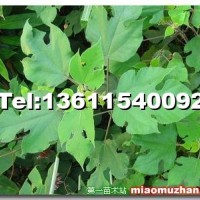構樹苗