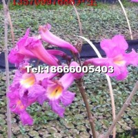 藍花風鈴