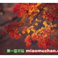 五角楓