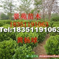 小葉黃楊