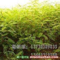 火炬樹(shù)