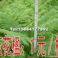 藍花楹