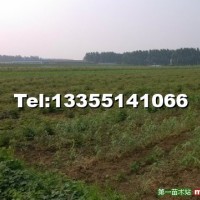 柳樹小苗