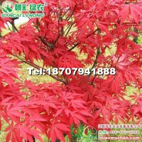 中國紅楓