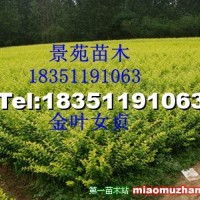 金葉女貞