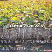 紅火箭紫薇