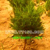 龍柏移植苗