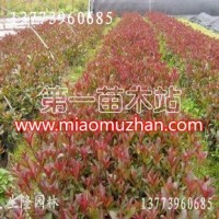 紅葉石楠
