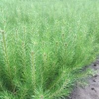 樟子松營養杯苗