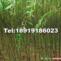 美國竹柳