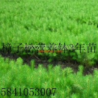 樟子松營養缽苗