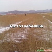落葉松