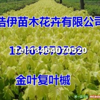 金葉復葉槭