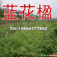 藍花楹
