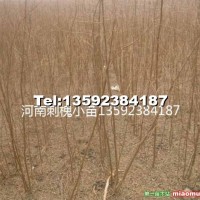 刺槐小苗
