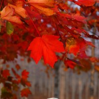 美國紅楓小苗