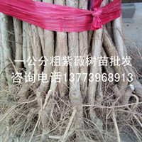 紫薇樹苗