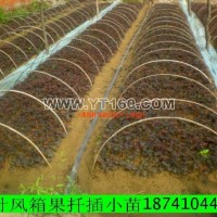 紫葉風箱果