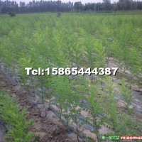速生國槐小苗(半成品悶子)