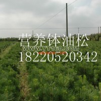 營養缽油松