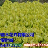 金葉復葉槭