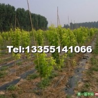 復葉槭