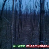 國槐