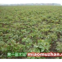 供應芍藥苗