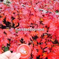 紅點紅楓