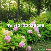 八仙花