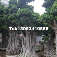 榕樹造型樁頭