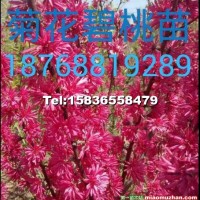 菊花碧桃苗