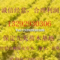 營養杯金葉榆