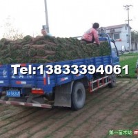 運動場草坪