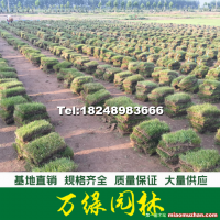 結縷草草坪