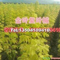 金葉復葉槭小苗