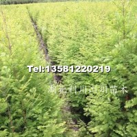 水杉苗、水杉地徑苗