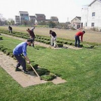 天堂草坪