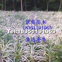金邊麥冬