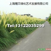 蒲葦